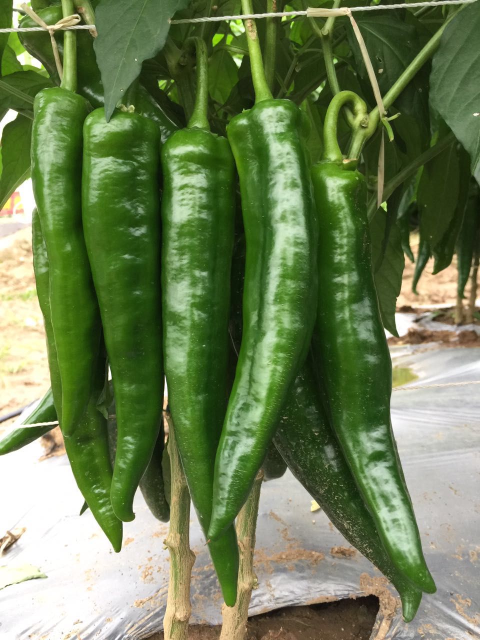 Zaofeng No.7618 Pepper