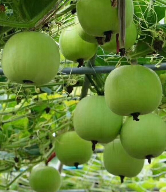 Taro Mini Wax gourd