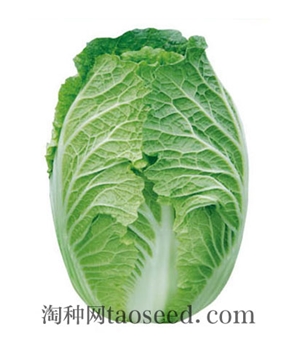【好特园艺】康丰-规格-大白菜种子