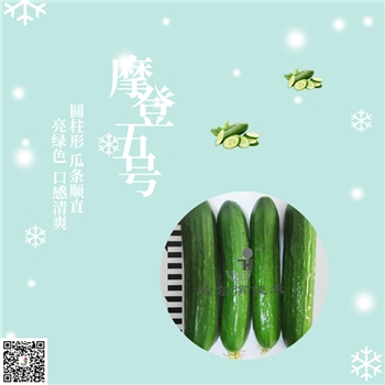 【佳禾农业】摩登五号-黄瓜种子-水果黄瓜