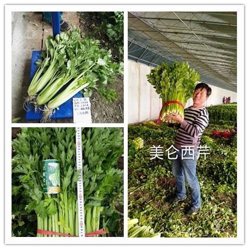 http://www.seed-china.com/upload/image/202103/20210305161528938093.jpg