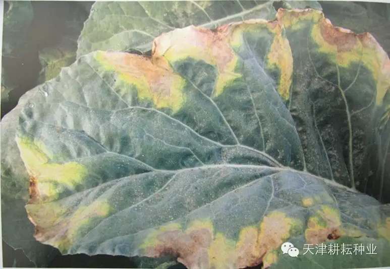 http://www.seed-china.com/upload/image/202008/20200825114601419856.jpg