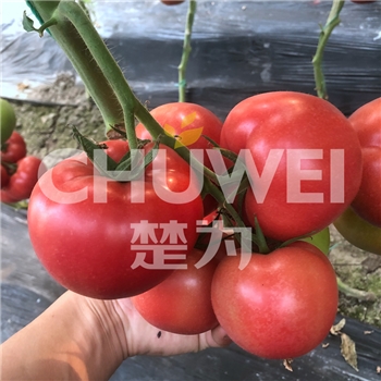楚为S450 