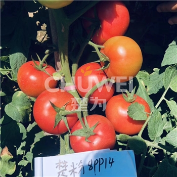 楚粉8PP14
