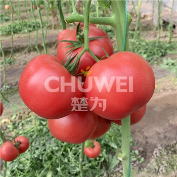 楚粉8A20