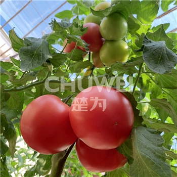 楚粉8A09