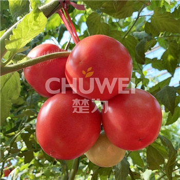 楚粉8A06 