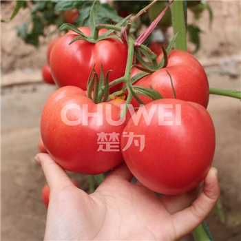 楚粉8A05
