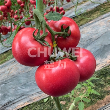 楚粉8A03