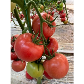 粉淘大果番茄