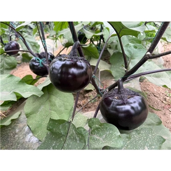 紫黑淘圆茄子