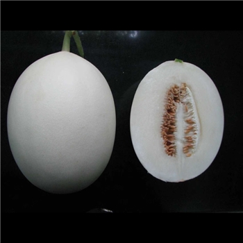 翠雪5号  [浙农科院]