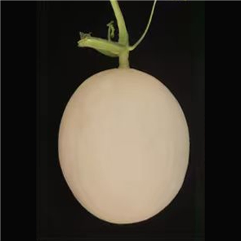 白玉1号【浙农科院】