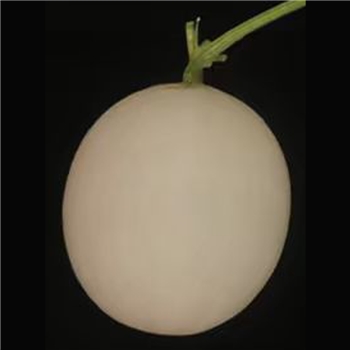 翠玉1号【浙农科院】