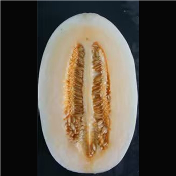 红蜜8号【浙农科院】