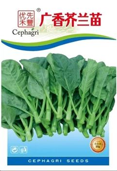 广香芥兰苗
