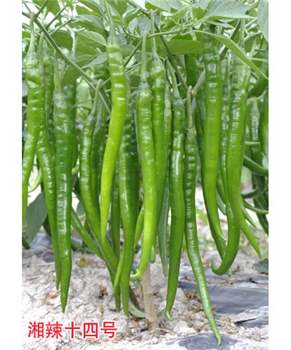 【湘研种业】湘辣十四号 -线椒种子 -辣椒种子