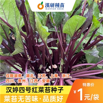 汉婷四号红菜苔F1【红菜苔】