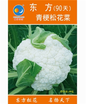 【南方蔬菜】东方青梗松花菜90天