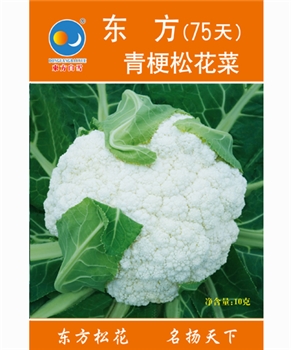 【南方蔬菜】东方青梗松花菜75天