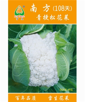 【南方蔬菜】南方青梗松花菜108天