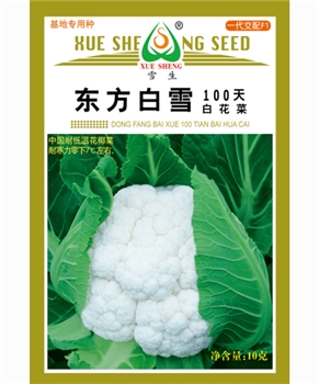 东方白雪100天白花菜