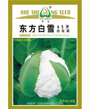 东方白雪65天白花菜