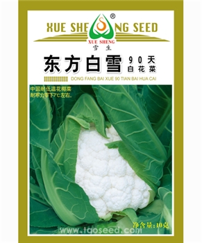 东方白雪90天白花菜