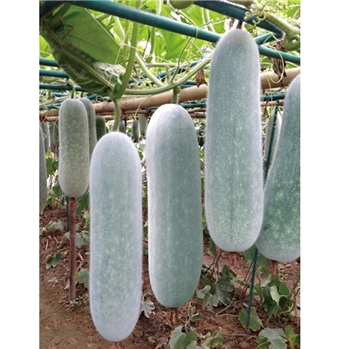 如玉（节瓜、冬瓜双用种）