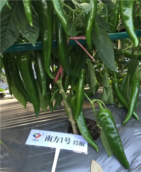 南方1号