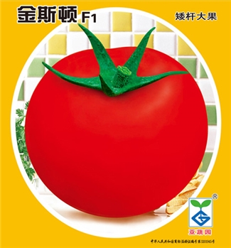 金斯顿F1