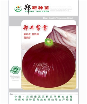 郑丰紫雷——洋葱种子