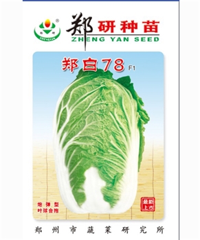【郑研种苗】郑白78-大白菜种子