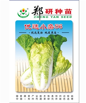 【郑研种苗】优选小杂56 大白菜种子