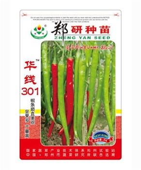 【郑研种苗】华线301 -线椒种子 -辣椒种子