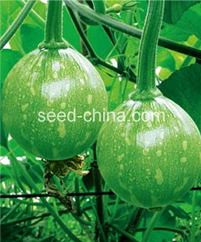 【三绿种业】三绿早秀南瓜