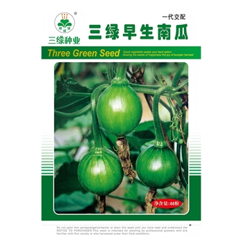三绿早生南瓜