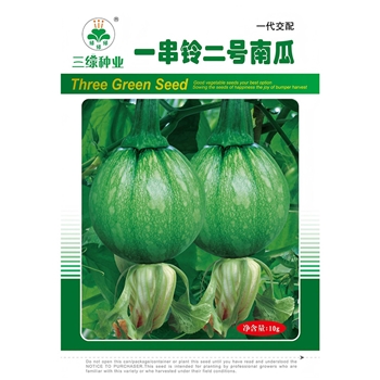一串铃二号南瓜
