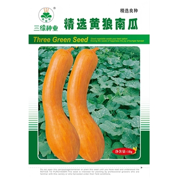 精选黄狼南瓜