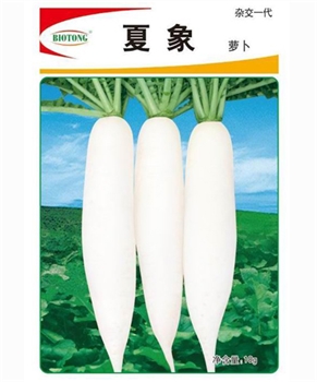 【百欧通】夏象萝卜——白萝卜种子