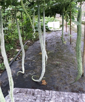 【好特园艺】蛇豆 蛇瓜1粒观赏蔬菜种子