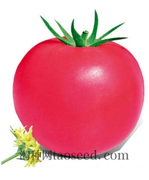 【好特园艺】玛利雅-规格1000粒/包 -番茄种子