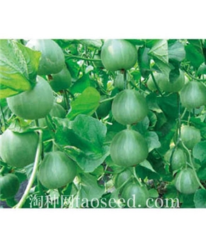 【好特园艺】绿珍翠-规格5克/包 -甜瓜种子