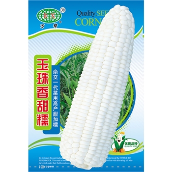 玉珠香甜糯