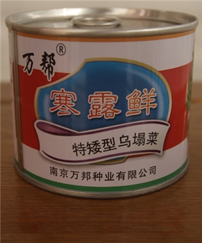 寒露鲜特矮型乌塌菜 -乌塌菜种子