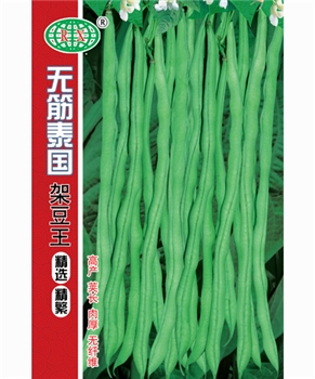 无筋泰国架豆