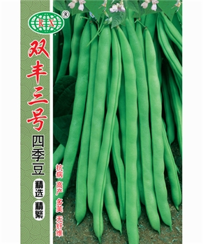 双丰三号四季豆