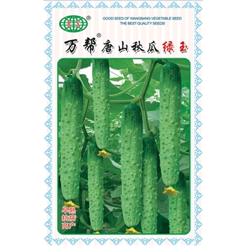 万帮唐山秋瓜绿玉  黄瓜种子