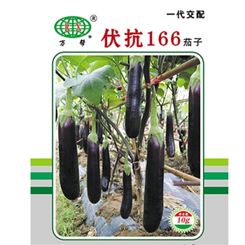 伏抗166茄子 -茄子种子