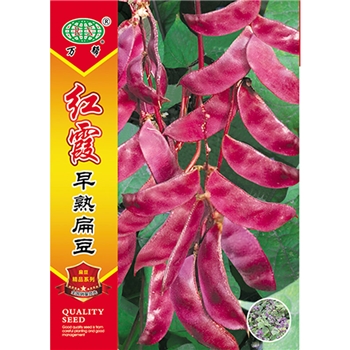 红霞早扁豆
